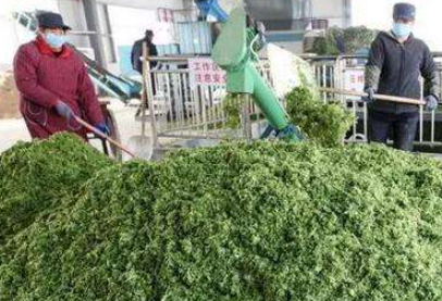 大量幾百噸廢棄菜葉回收利用生產(chǎn)工藝，果蔬垃圾廢菜葉怎么處理？